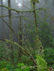 Alsace - Lichens et fougeres