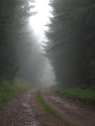 Alsace - Chemin dans la foret