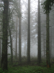 Alsace - La foret
