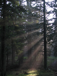 Alsace - Rayons de soleil dans la forêt