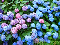Hortensias
