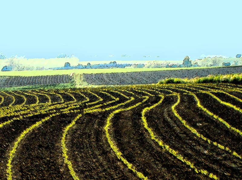 Champ de maïs