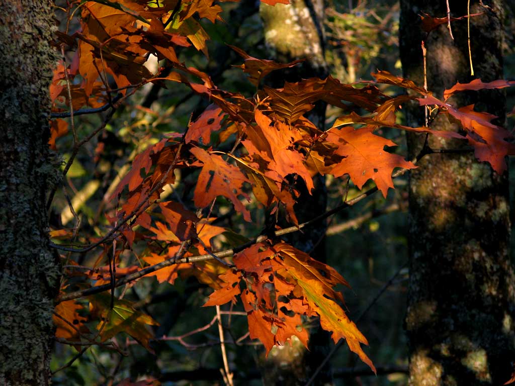 Promenade en forêt