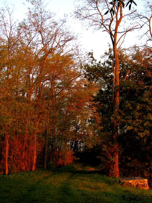 Promenade en forêt