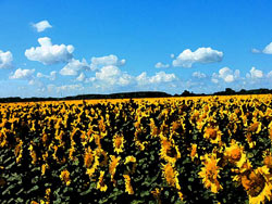 Tournesols