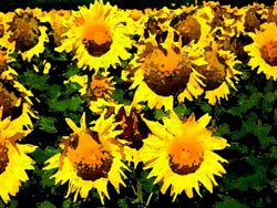 Tournesols