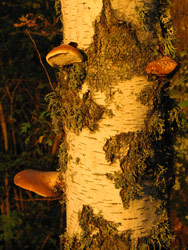 Promenade en forêt
