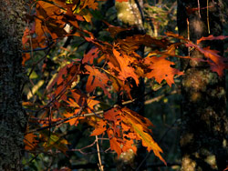 Promenade en for&ecirc;t