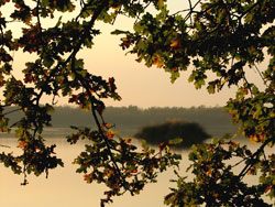Au bord de l'étang