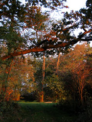 Promenade en forêt