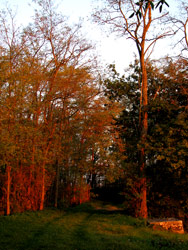 Promenade en forêt